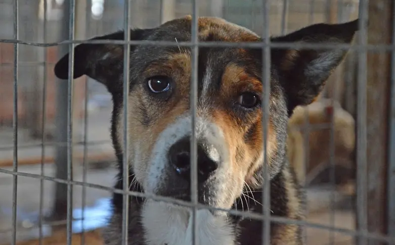 Кампания ще насърчава осиновяване на безстопанствени кучета