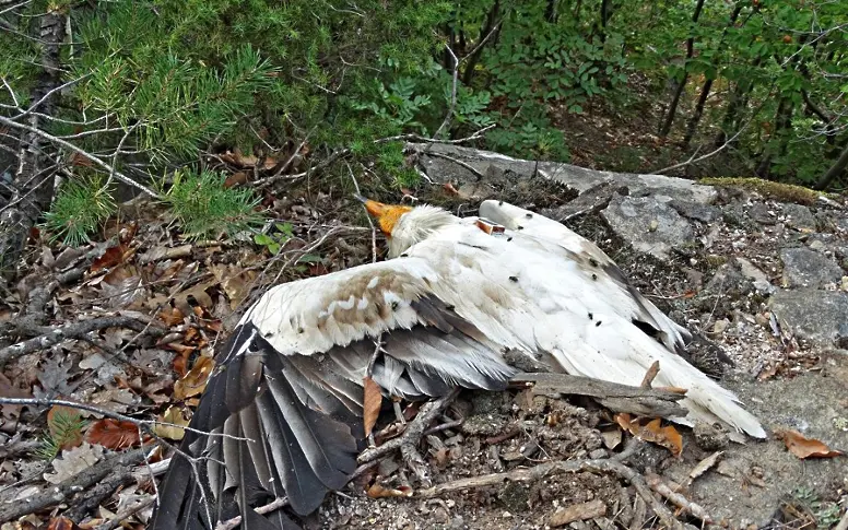 Емблематичен египетски лешояд е убит от бракониери