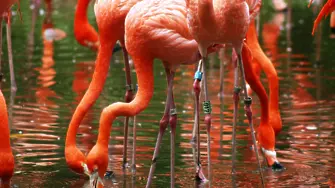 Розово фламинго край Поморие