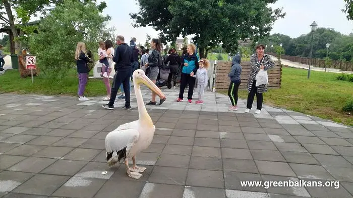Фестивал на къдроглавия пеликан се проведе в Природен парк “Персина”