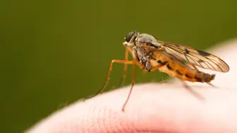 Болестите, пренасяни от комари, стават все по-рискови в Европа