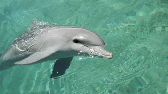 Повече от 100 делфина загинаха в Амазонка заради топлата 39° вода