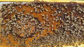 Високите температури подлъгаха пчелите в Смолянско 