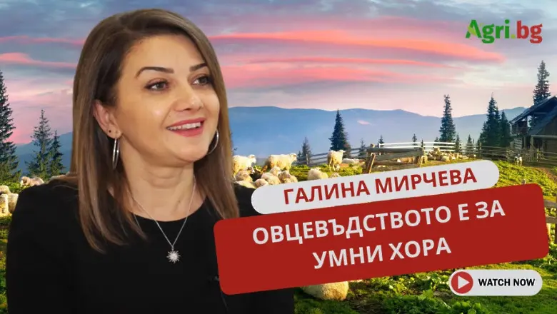 Историята на Галина Мирчева в овцевъдството