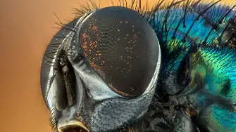 3D камера с очи на насекоми открива скрити обекти