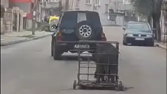 Мъж с 3,33 промила алкохол повози прасето си по улиците на Велики Преслав (видео)