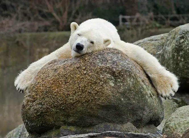 Най-възрастната полярна мечка в Европа почина на 37 години