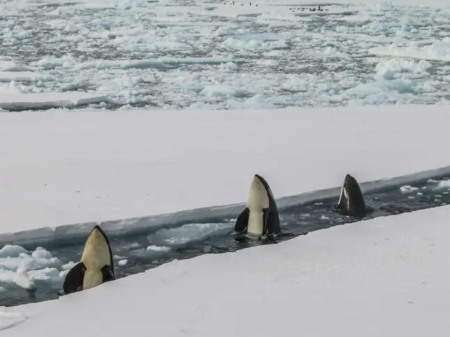 Все повече косатки се появяват в Арктика с топенето на ледовете