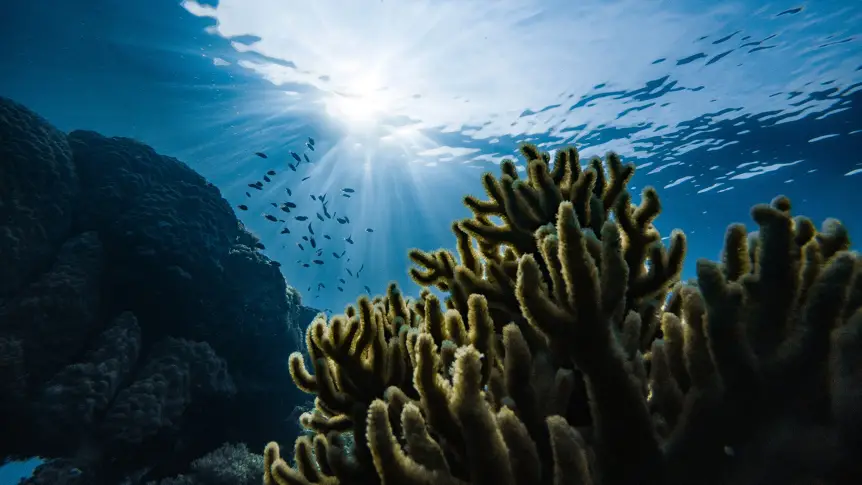 Учени се опитват да създадат „супер-корали“, издържащи на климатичните промени