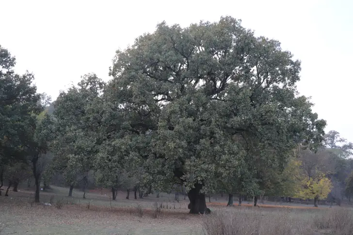 Картирани са всички вековни дървета на територията на РИОСВ-Русе