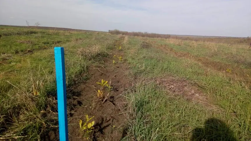 Младата церова гора край село Божурово се е прихванала на 100%
