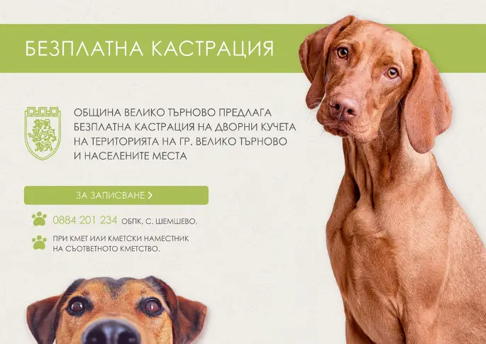 Безплатна кастрация на кучета предлага Общинският приют край Велико Търново