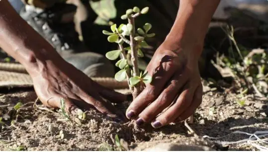 Южноафриканско растение се бори с климатичните промени