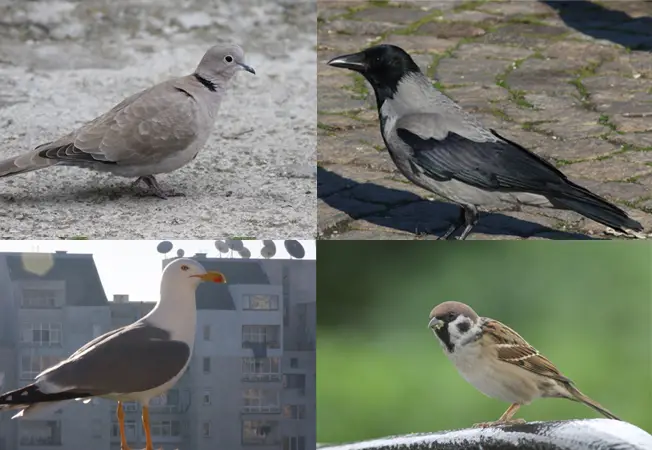 Можем ли да надникнем в бъдещето като наблюдаваме птиците?
