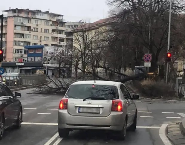 Десетки паднали дървета и клони във Варна заради силния вятър