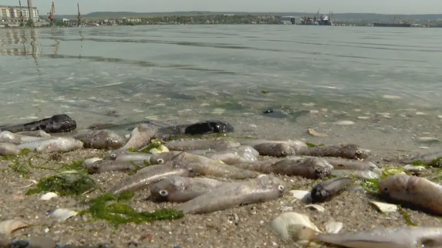 Екоексперти установиха големи количества умряла риба във Варненското езеро