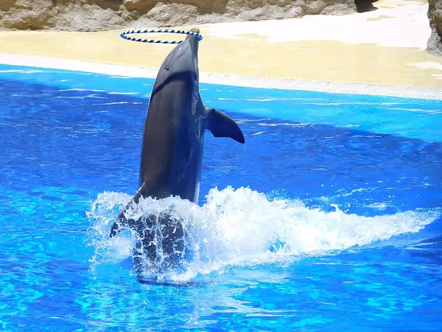 Екоактивисти от Франция и България скочиха срещу рестарта на проекта за делфинариум 