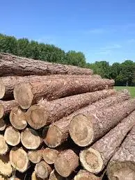 Горско стопанство Плачковци осигурява дърва за огрев на жителите на Дряново и Трявна