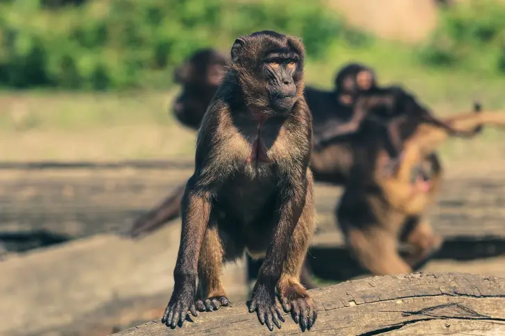 Маймуни тероризират туристически град в Индия във времето на пандемия