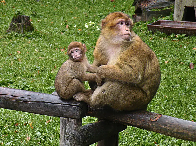 Избягали от германски зоопарк маймуни се наслаждаваха кратко на свободата