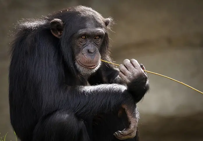 Шимпанзетата адаптират ръкостисканията според социалната си група