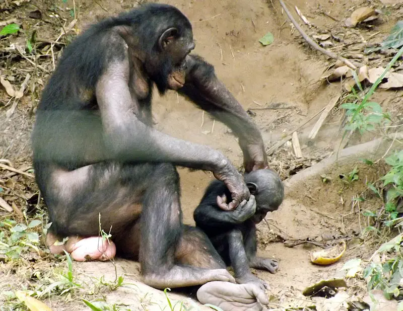 Големите човекоподобни маймуни в Африка губят местообитанията си