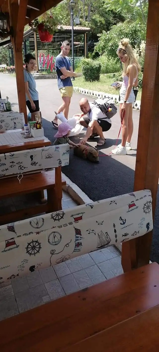 Разходка на диво прасе като домашен любимец се превърна в атракция в Созопол