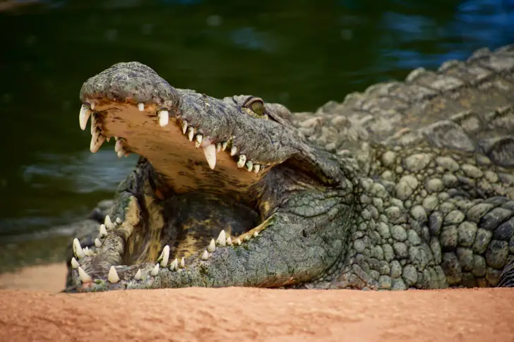 Откриха фосилизиран скелет на „дядото“ на съвременния крокодил