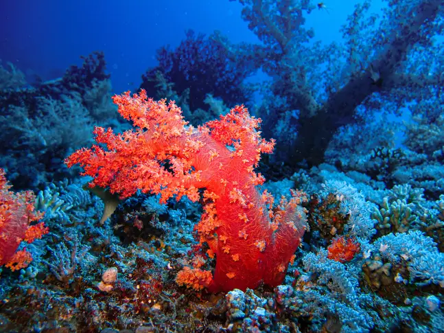 14 % от коралите по света са изчезнали между 2009 и 2018 г.