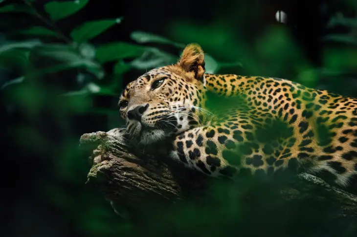 Обезлесяването на амазонската джунгла заплашва ягуарите и харпиите