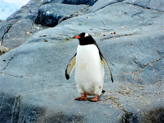 Антарктически пингвин измина 3000 км до Нова Зеландия