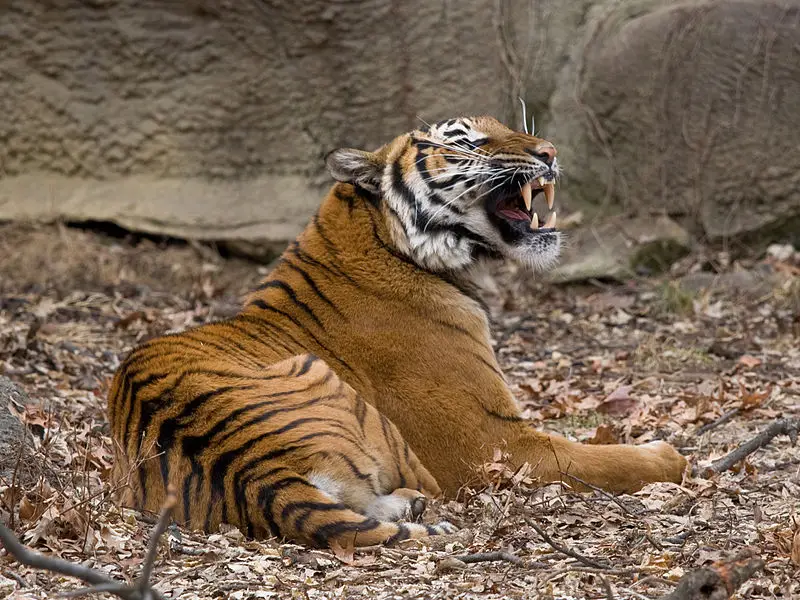 Малайският тигър може да изчезне до 10 години