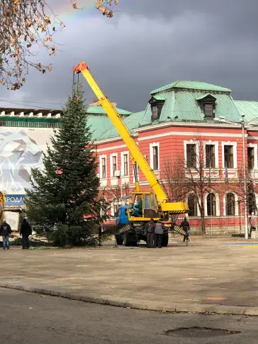 11 – метрова ела ще заблести в центъра на Кюстендил