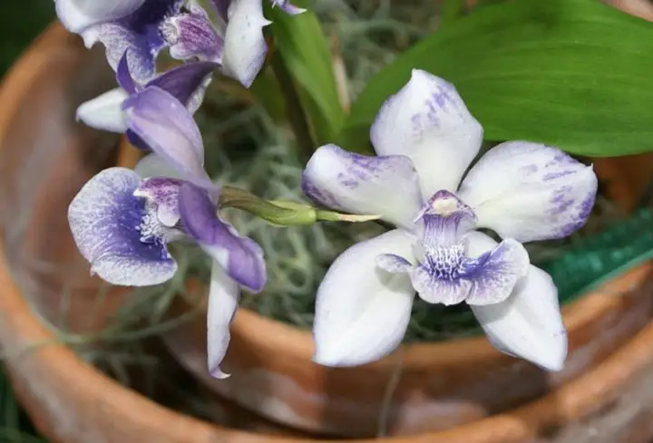 Експерт по орхидеите съветва: Не ги поливайте с вода от варненските чешми