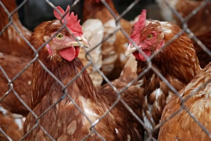 280 хил. кокошки, пилета и патици унищожени в Пловдив заради птичия грип