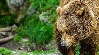 Наслука: ловецът Борислав с убита мечка зад гърба си