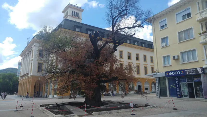 Премахват сухите клони на Стария бряст