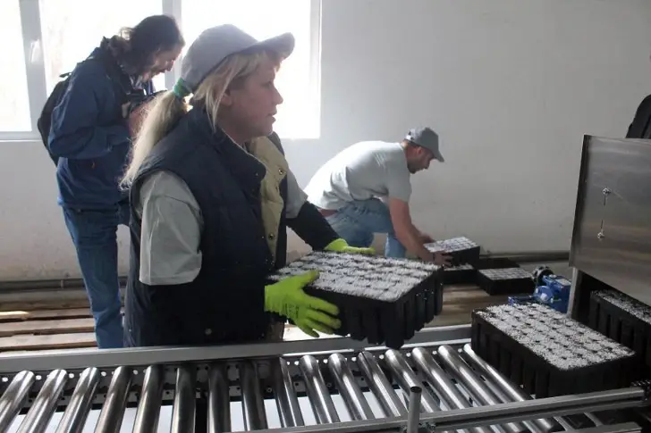 За първата автоматизирана поточна линия за производство на контейнерни фиданки