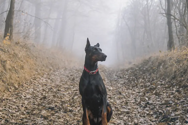 За животните с любов