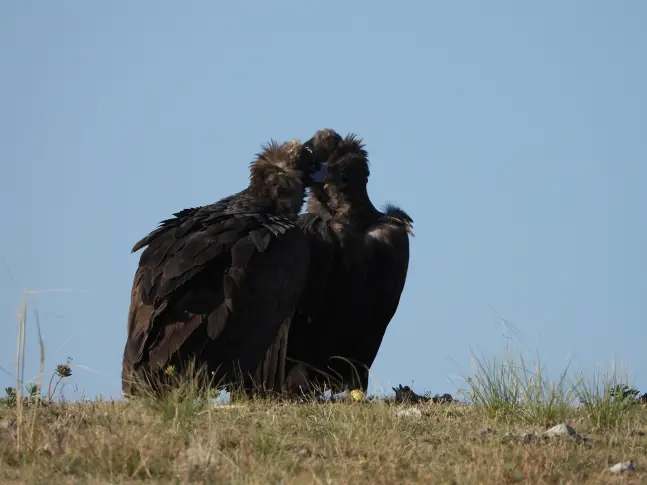 Любовната история на два черни лешояда (снимки)