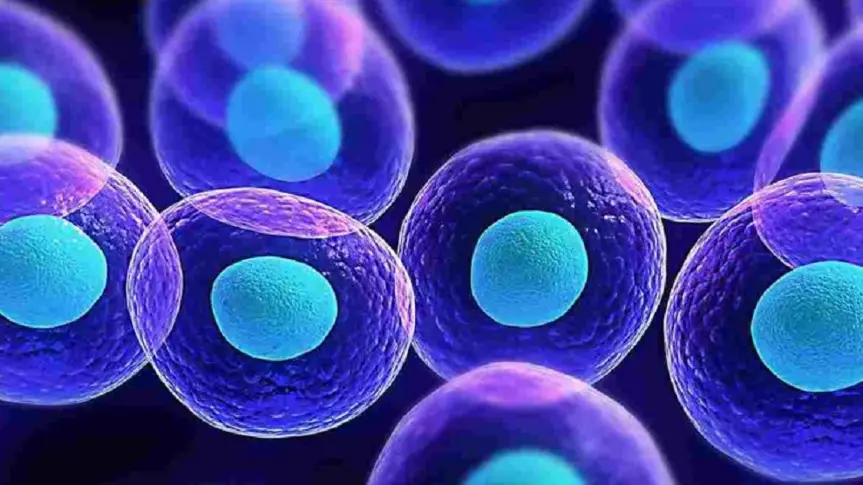 Какви са възможностите за лечение със стволови клетки?