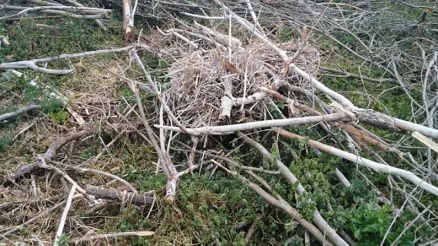 Унищожена е единствената гнездова колония на големи корморани край Дуранкулашкото езеро