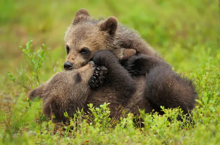 За последните 10 години броят на мечките в България е намалял почти наполовина