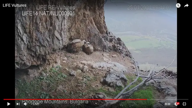 Камера излъчва от гнездо на двойка белоглави лешояди