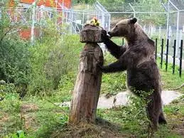Вече 20 години Паркът за реадаптация за танцуващи мечки е предпочитано място от туристите 