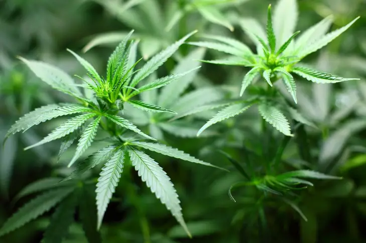 70% ръст на продажбите на легална марихуана в САЩ 