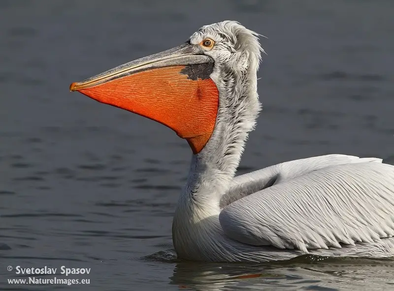 Гигантско изображение на къдроглав пеликан ще бъде заснето утре в Бургас
