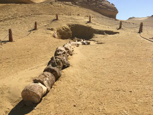 По следите на древните китове в Египет