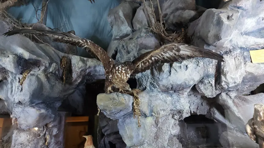 Над 20 хиляди са експонатите в Природонаучния музей в Котел