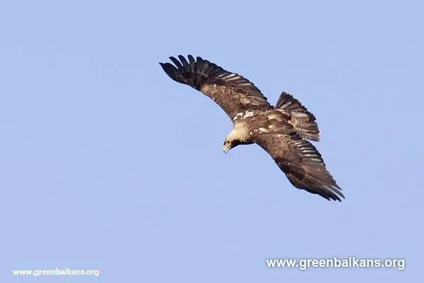 Царски орел, една от най-редките птици в света, е прострелян край Ямбол 